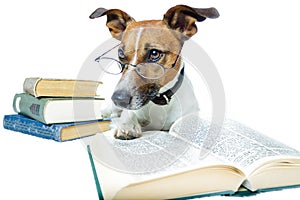 Dog reading books