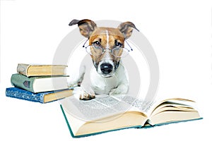 Pes čítanie knihy 