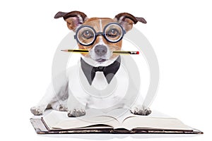 Dog reading books