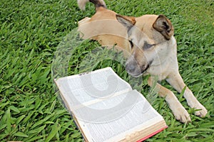 Dog reading a dictionary