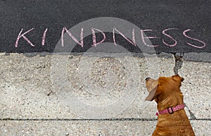 Dog reading KINDNESS message