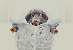 Dog reading newspaper