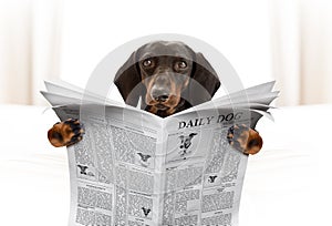 Dog reading newspaper