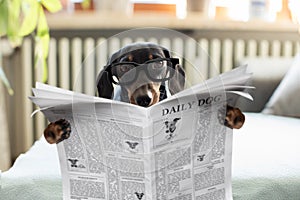 Dog reading newspaper