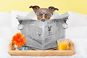 Dog reading newspaper