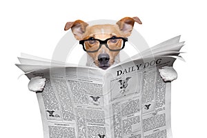 Dog reading newspaper