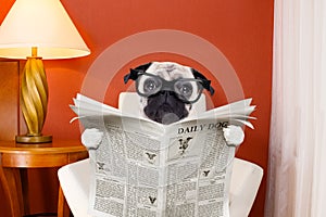 Dog reading newspaper at home