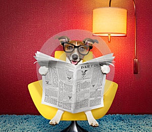 Dog reading newspaper at home