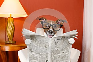 Dog reading newspaper at home