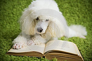Dog reads the book