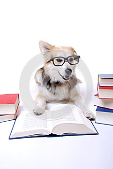 Dog reads book