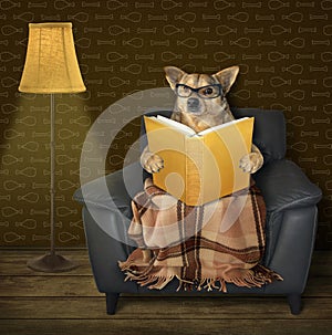 Dog reads a book near a floor lamp