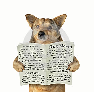 Dog reads a newspaper