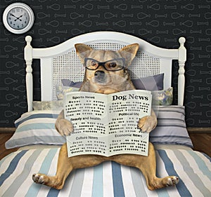 Dog reads newspaper in his bed