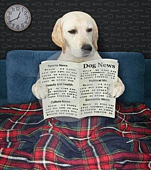 Dog reads newspaper at night