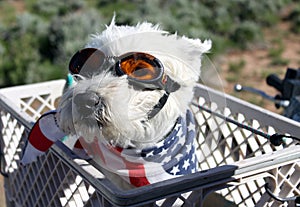 Dog Ready for ATV Ride