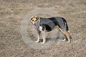 Dog is ready to chase anybody while hunting