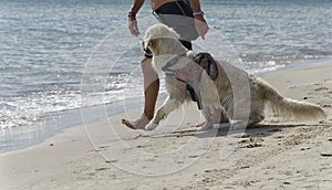 Dog ready to enter to the sea