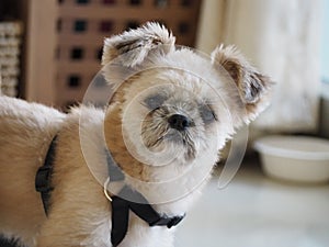 Dog ready to go for a walk with his owner