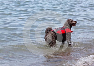 Dog is ready to swim