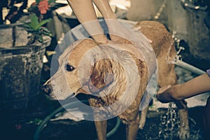 Dog ready to take a bath