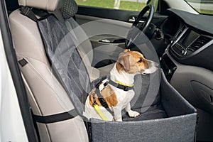 dog is ready to travel by car. sits in the front seat in dog car hammock and looks forward with concentrated and serious face