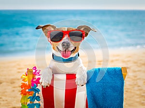 Dog realxing on beach chair