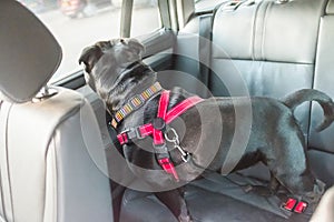 Dog on rear seat of car attached safely with harness and restrai