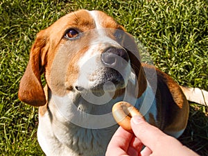 The dog receives a reward for completing the command. Dog training. Reward-based training: cute dog receives a reward from the