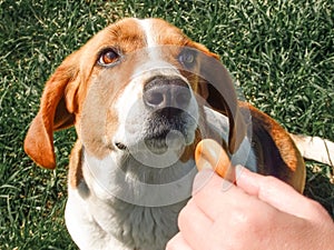 The dog receives a reward for completing the command. Dog training. Reward-based training: cute dog receives a reward from the