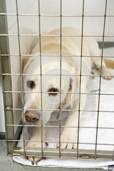 Dog Recovering In Vet's Kennels photo