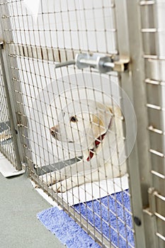 Dog Recovering In Vet's Kennels photo