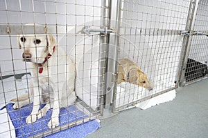 Dog Recovering In Vet's Kennels photo