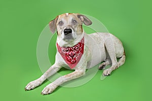 Dog in red Bandanna