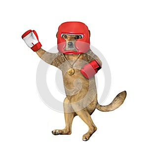 Dog in red boxing uniform