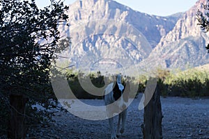 Dog in Red Canyon Nevada