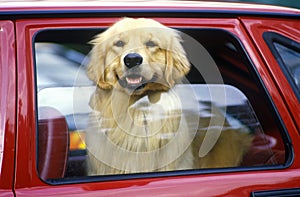 Dog in red car window, Miami, FL photo