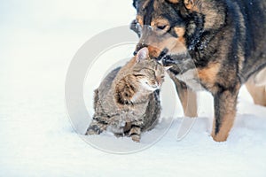 Dog and cat playing together outdoor in the snow