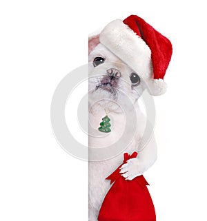 Dog in red Christmas hat.