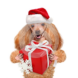 Dog in red Christmas hats with gift.