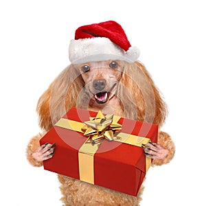 Dog in red Christmas hats with gift