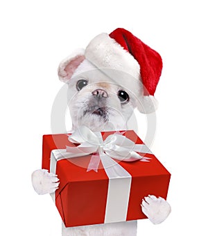 Dog in red Christmas hats with gift.