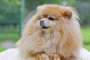 Dog red German Pomeranian Spitz holds a bone in his paws and licks his lips.  best loyal friend