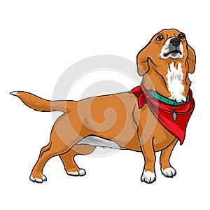 Dog with a red handkerchief on the neck. Dog with a collar. A devoted dog looks up at the host. Stock Vector illustrations