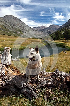 Dog: Red Heeler in the High Mountains