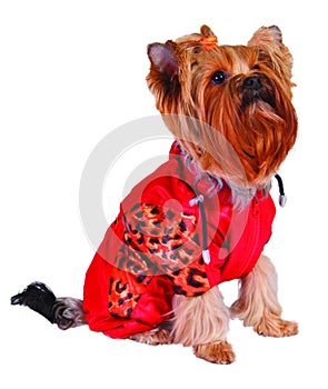 Dog in red jacket
