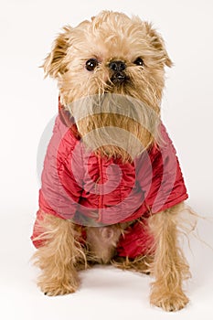 Dog in red jacket