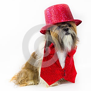 Dog in a Red Party Outfit