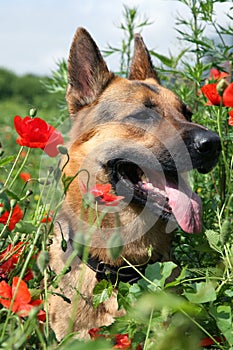 Dog and red poppies on the meadow. Summer hot day.