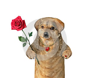 Dog with red rose